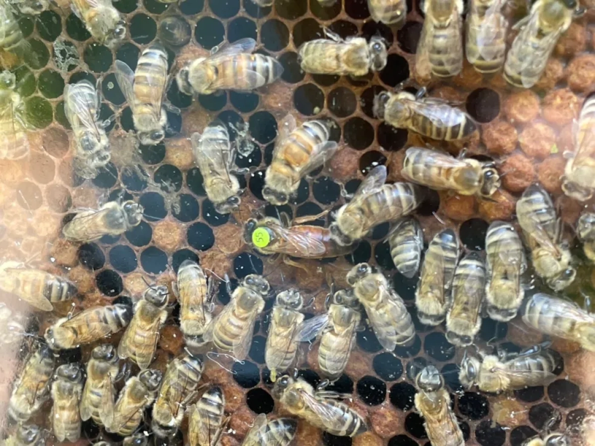 Op Stap met de Hortus Imker